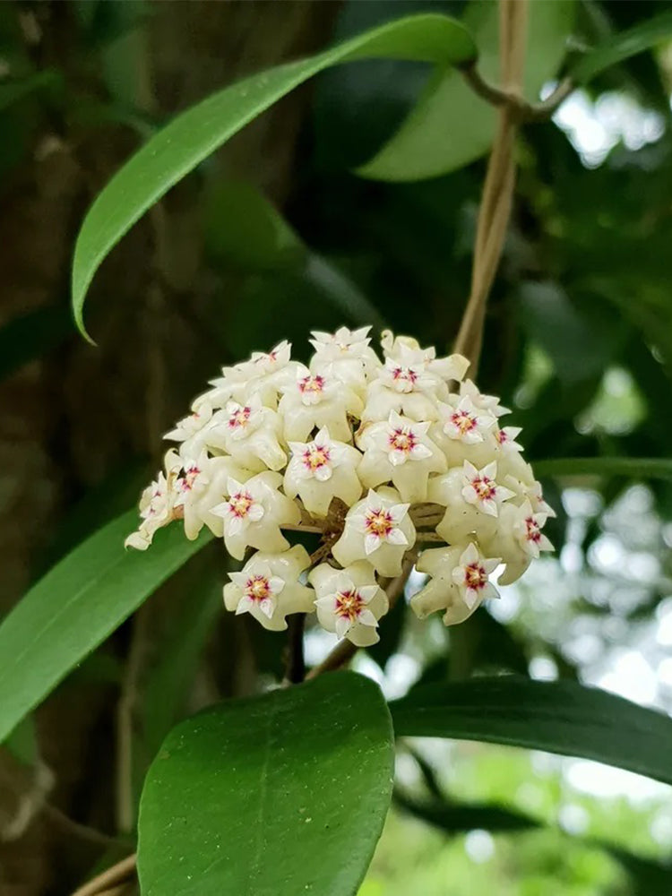 Whorled Wax Plant Stem Cuttings