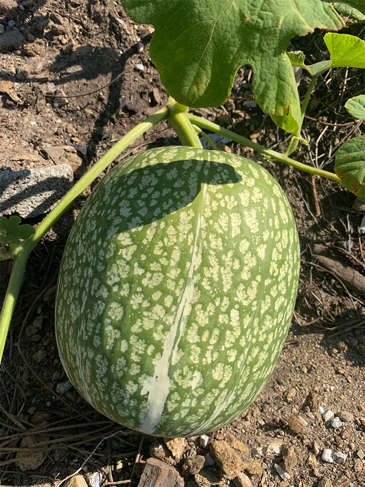 Figleaf Gourd