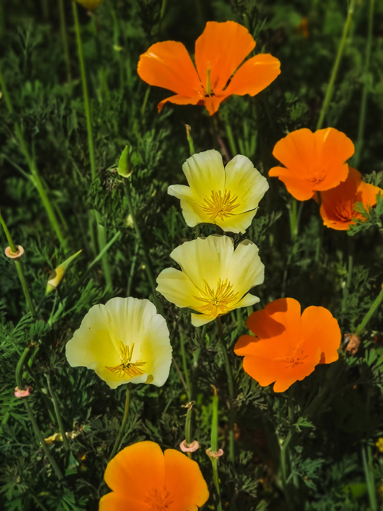 Mixed Colour California Poppy