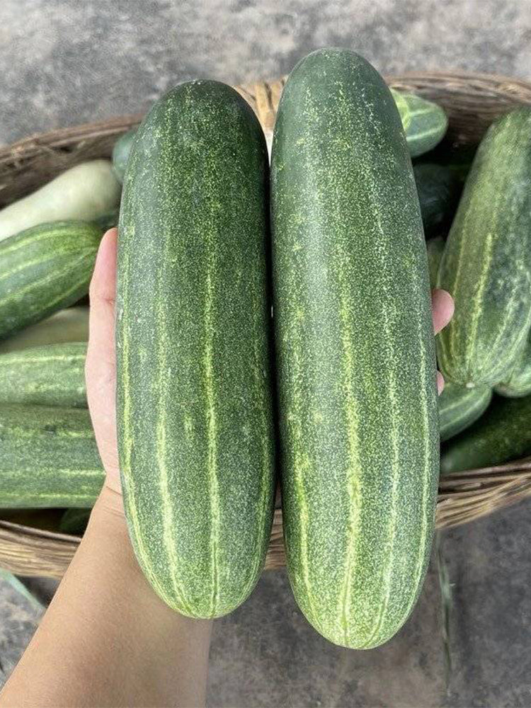 'Bixiu' F1 Fruit Cucumber