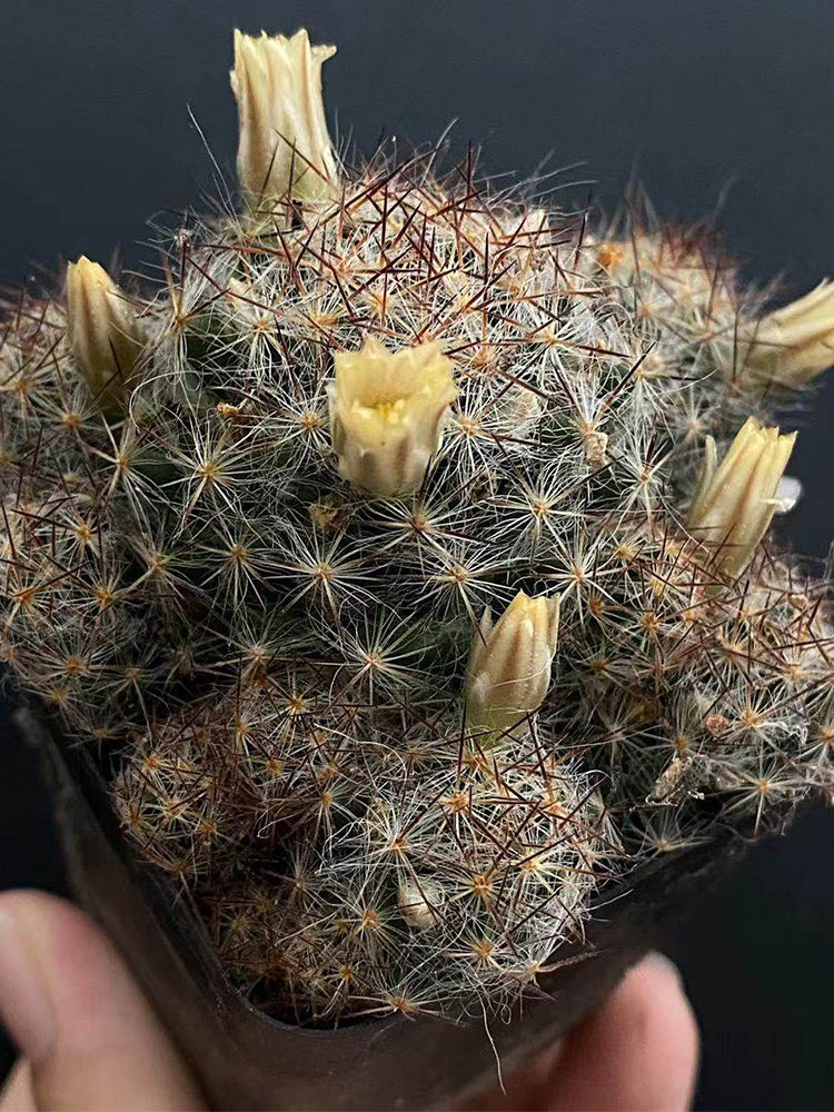 Mammillaria prolifera