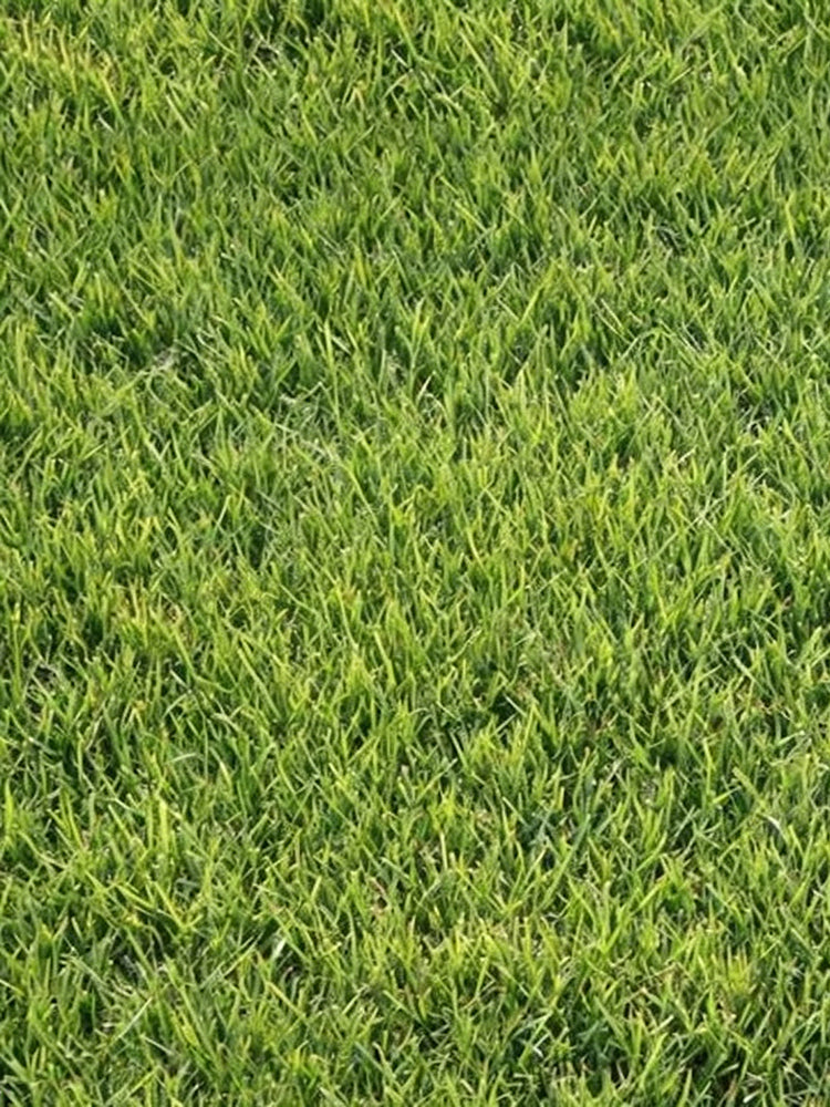 Purple Sheep Fescue
