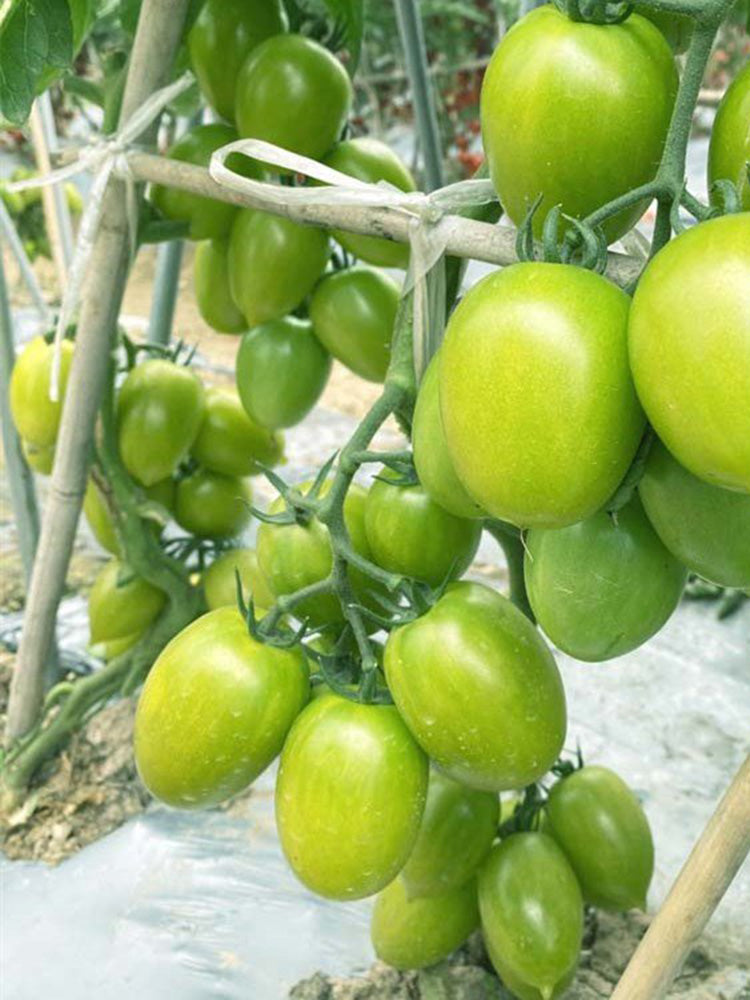 Kiwi Tomato