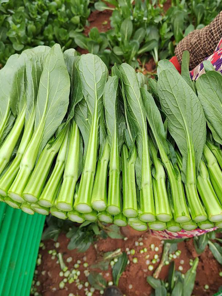 Meiqi No.2 Sweet Choy Sum