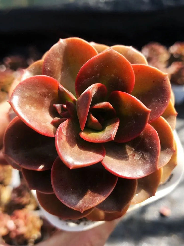 Echeveria 'Chocolate'