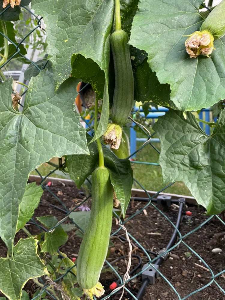 Qingmei Luffa