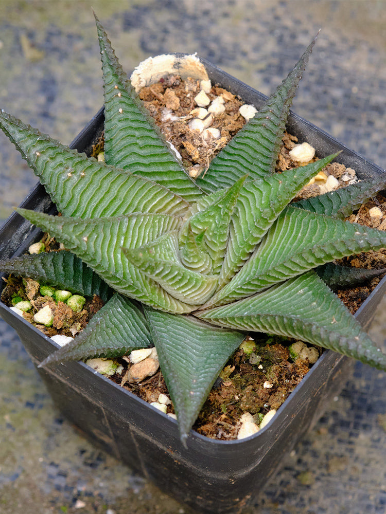 Haworthiopsis limifolia