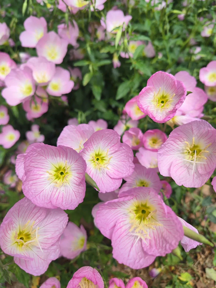 Pink Evening Primrose