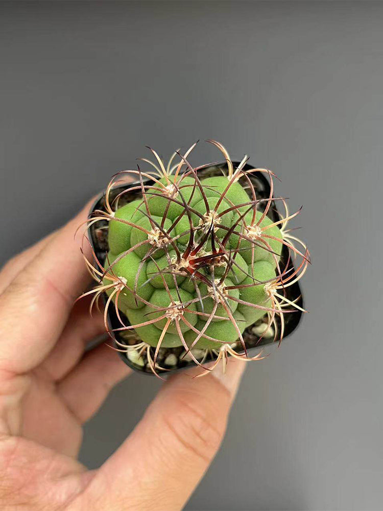 Gymnocalycium saglionis
