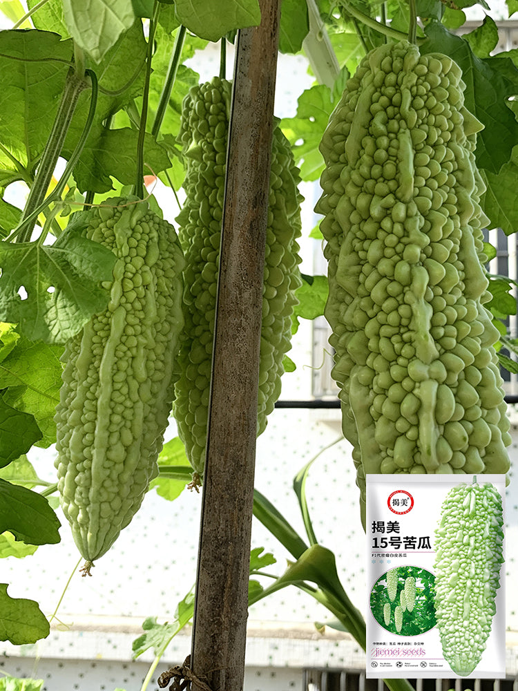 Jiemei 15 Bitter Gourd