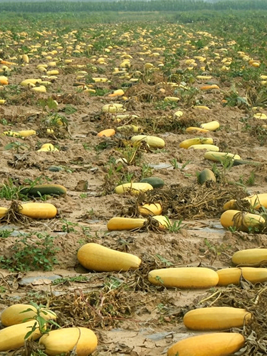 Seed-used Zucchini