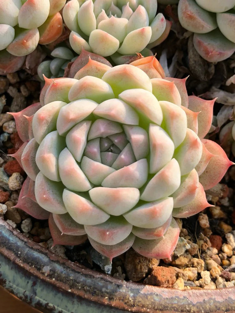 Echeveria 'Monroe'