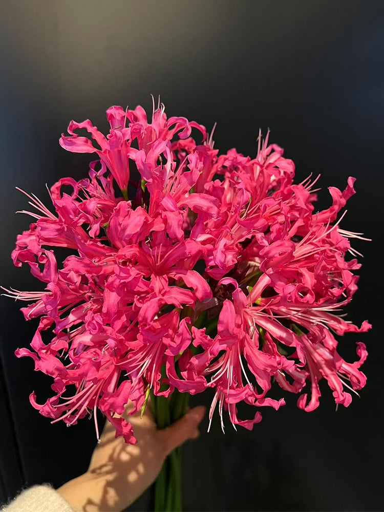 Pink Lycoris sprengeri