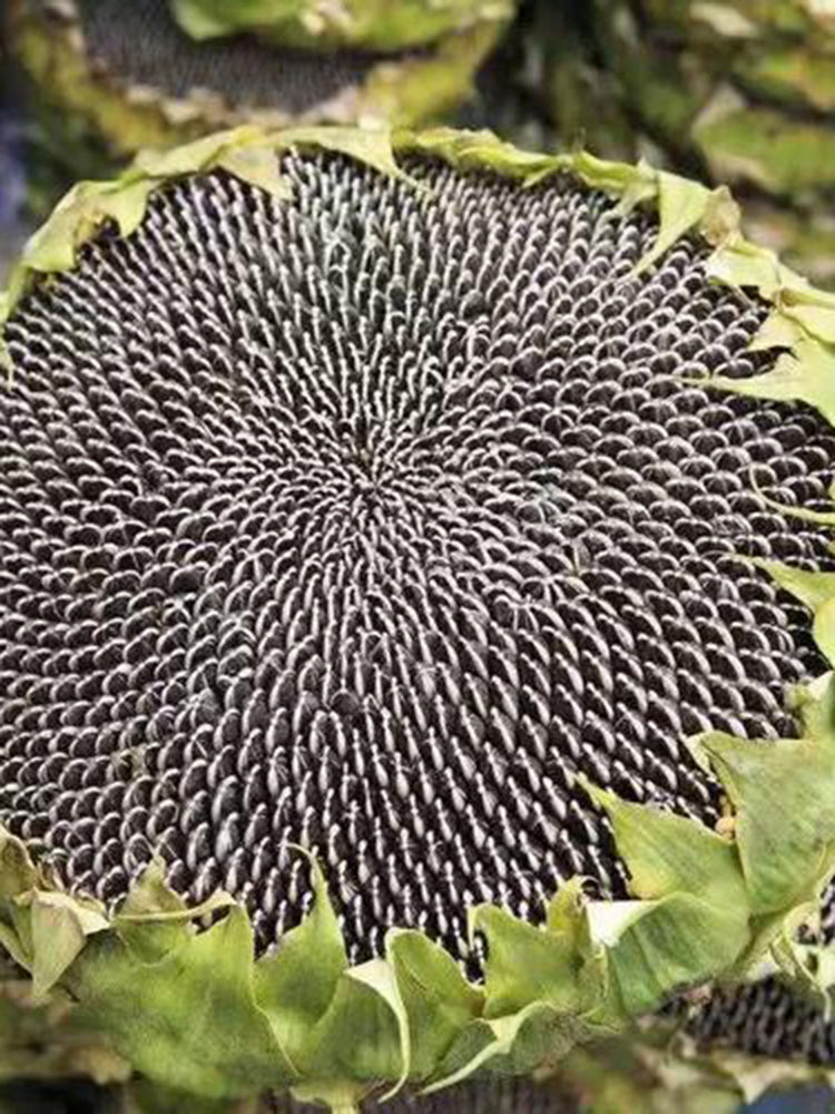 Dwarf Edible Sunflower