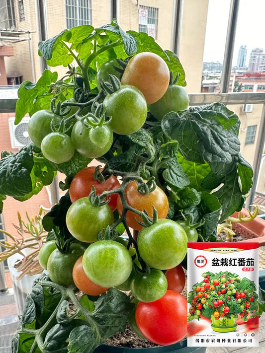 Dwarf Compact Red Cherry Tomato