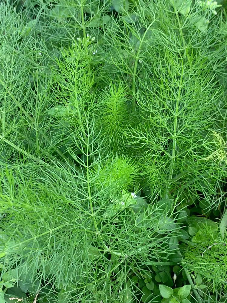 Small Leaf Fennel