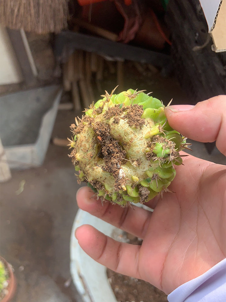 Echinofossulocactus multicostatus f. variegata