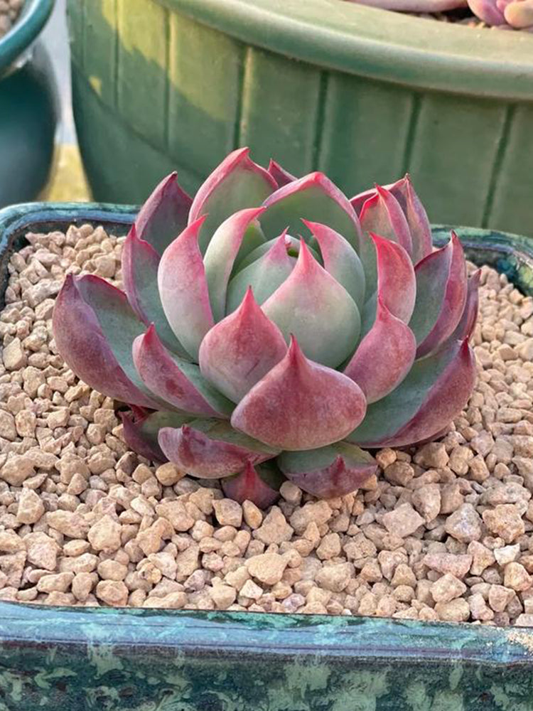 Echeveria cv. 'Fairy of Stunning Grace'