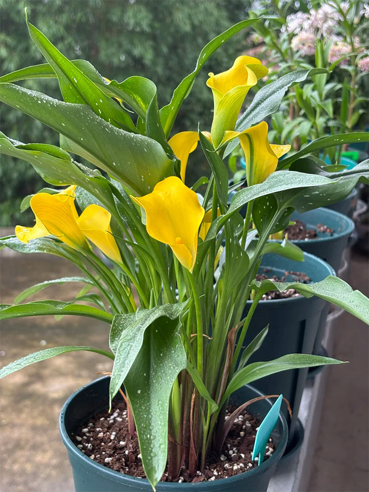 'Dana' Calla Lily
