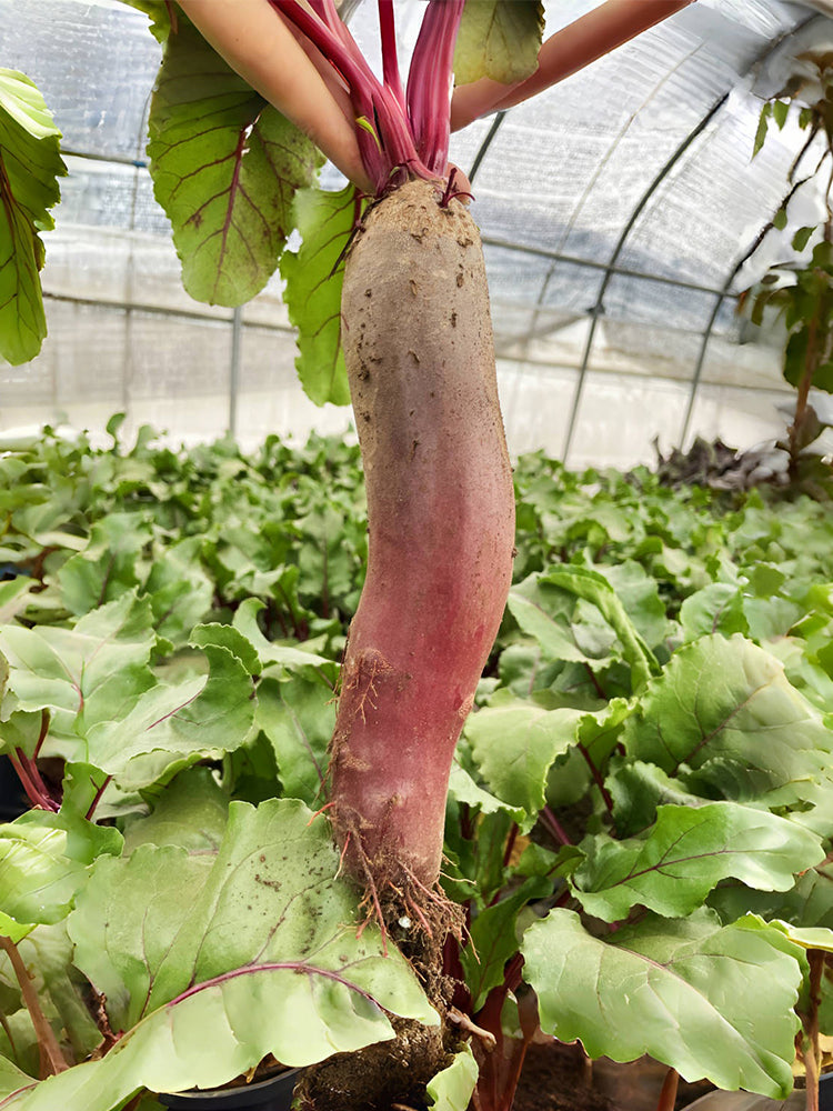 ALTO Long-shaped Red Garden Beet