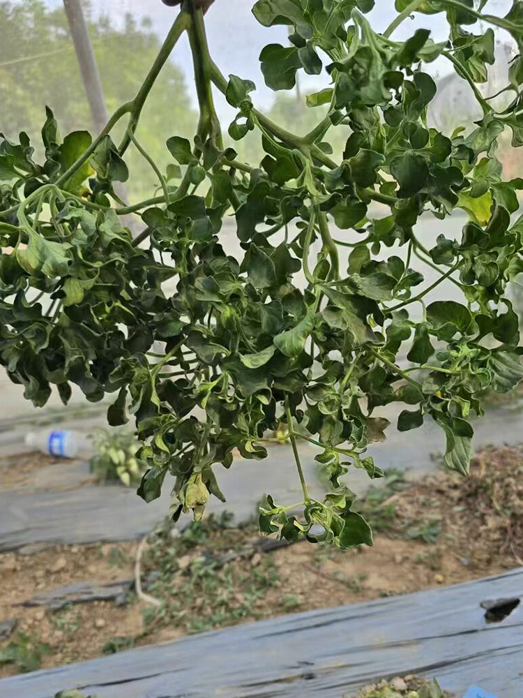 872 Craig Mouse Ear Tomato