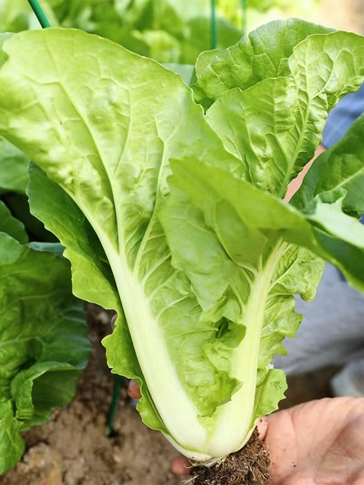 'Jiemei' Fast-growing Bok Choy