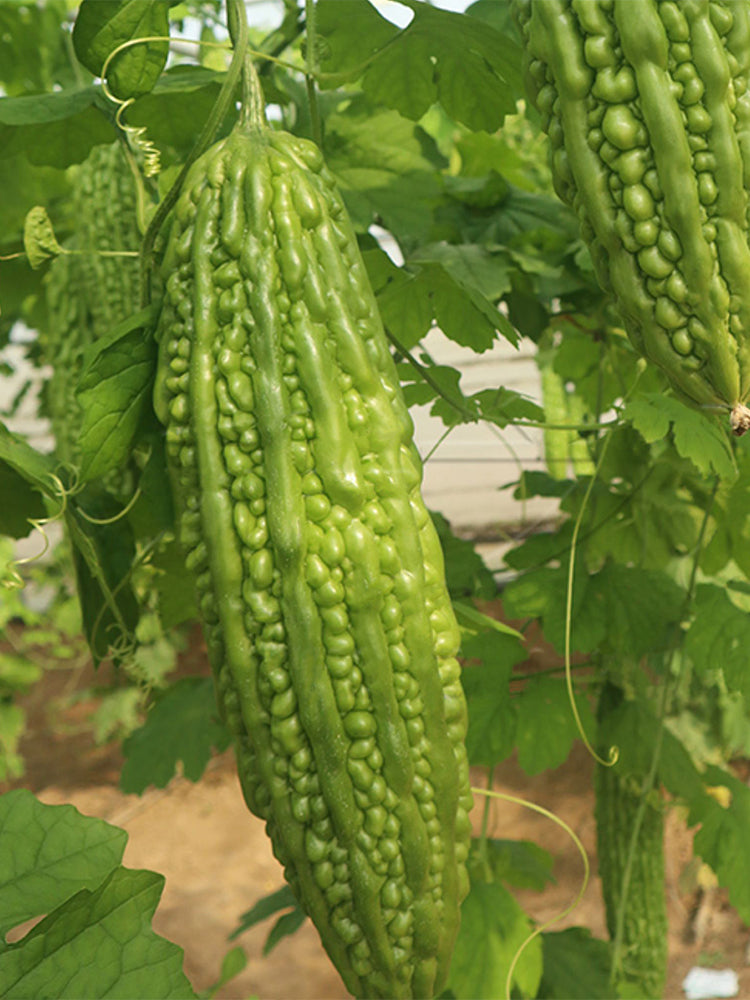 'Saibilu' Bitter Melon