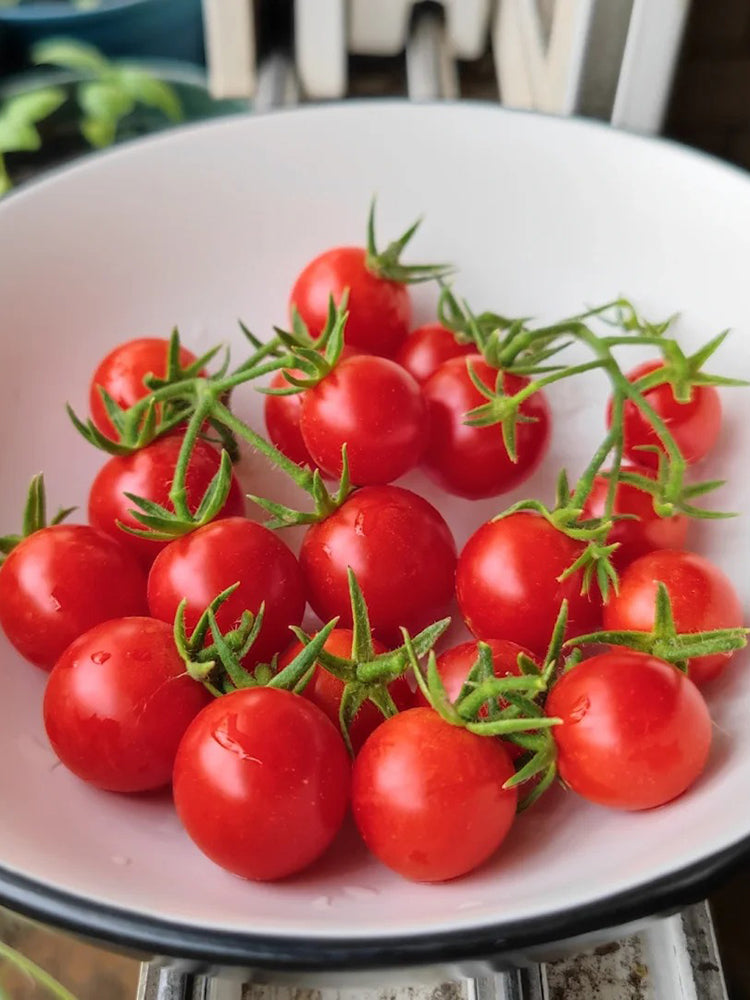 Hanging Tomato