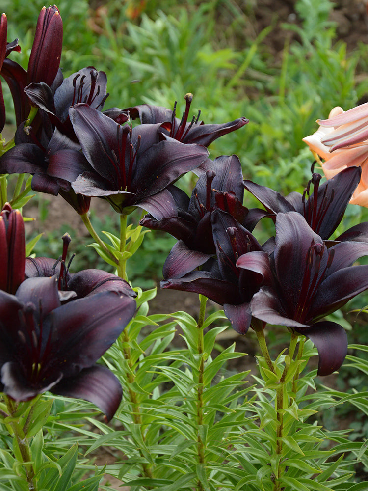 Lilium 'Black Knight'