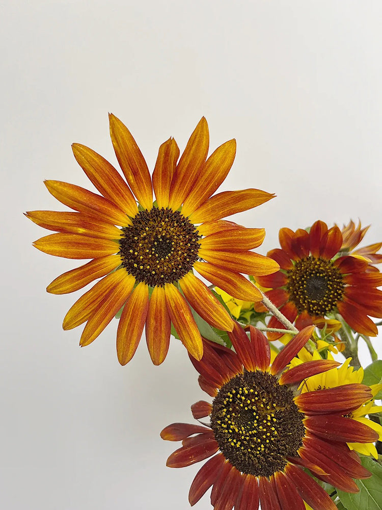 'Magician' Ornamental Sunflower