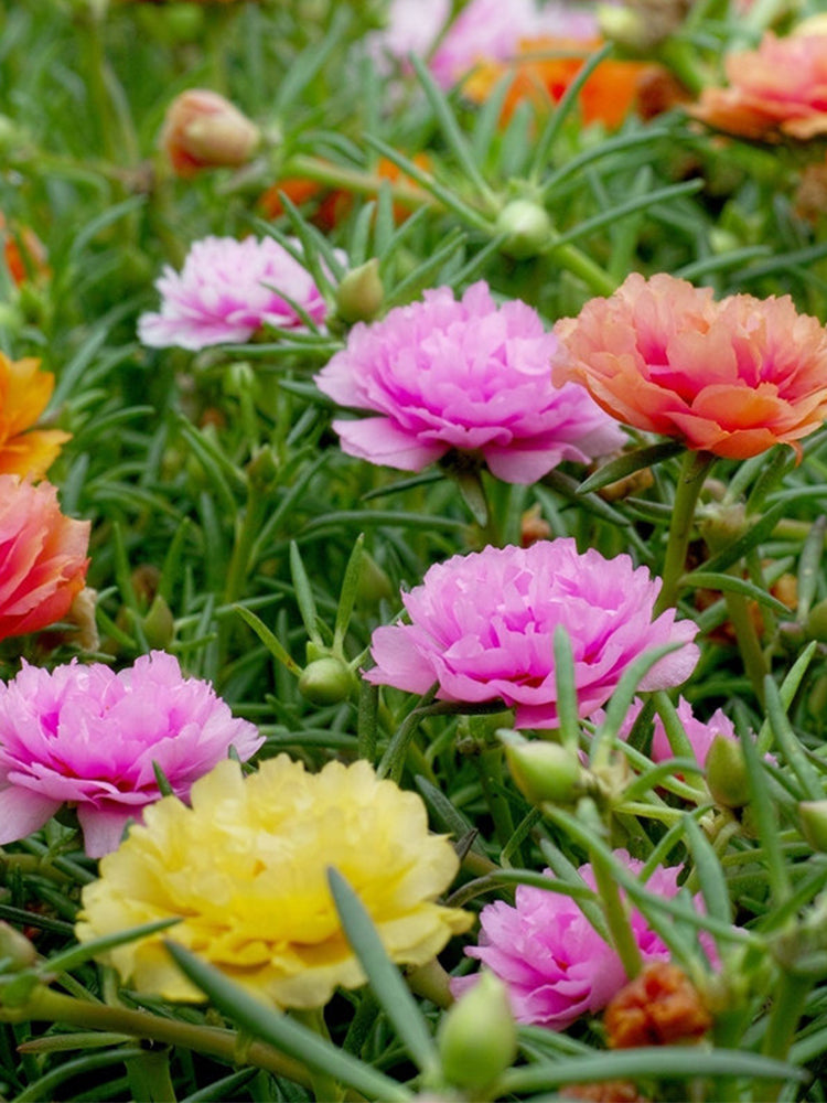 Hezhichun Mixed Double Portulaca