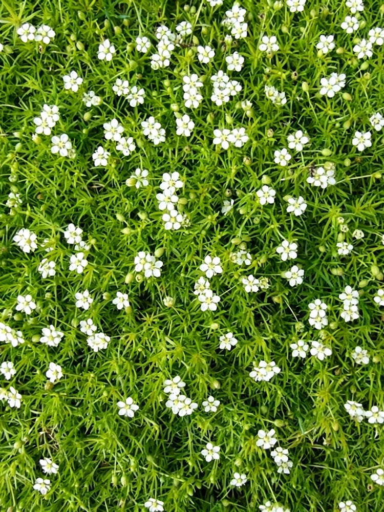 Irish Moss