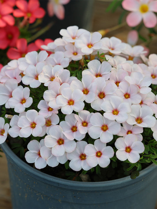 Oxalis obtusa Series Bulb - 'Direwolf'