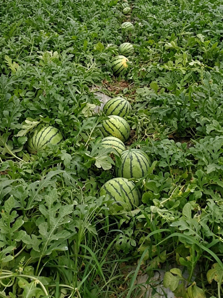 Linglong Yellow Watermelon