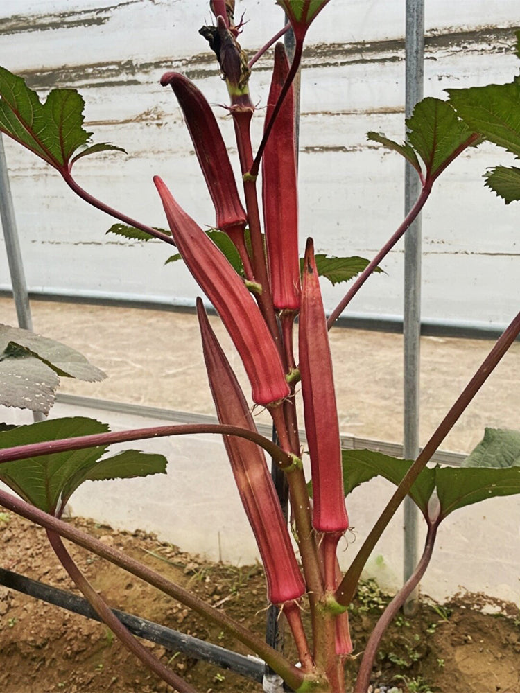Jinfeng No.9 Red Okra