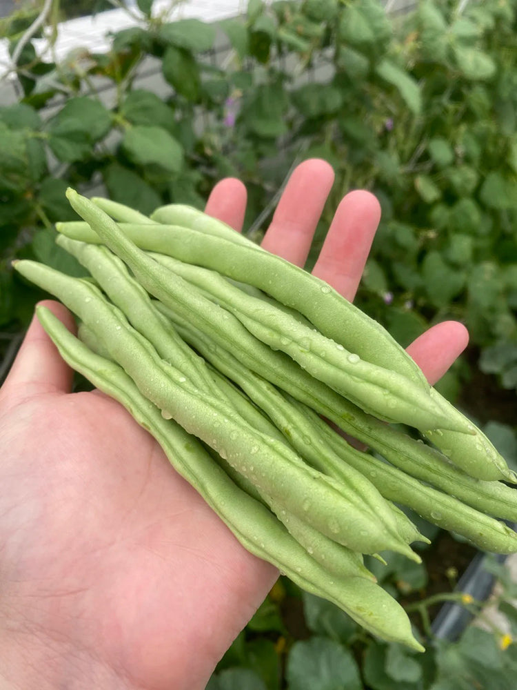 'Jiemei No. 8' Bush Bean
