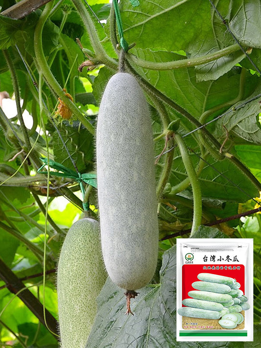 Taiwan Small Wax Gourds