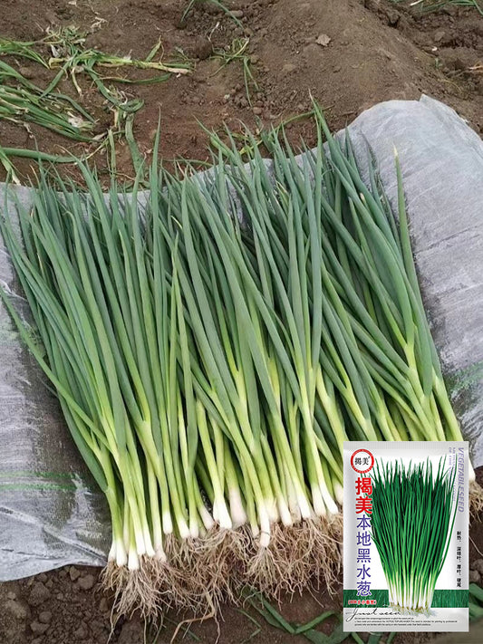 Jiemei Black-leaf Chives