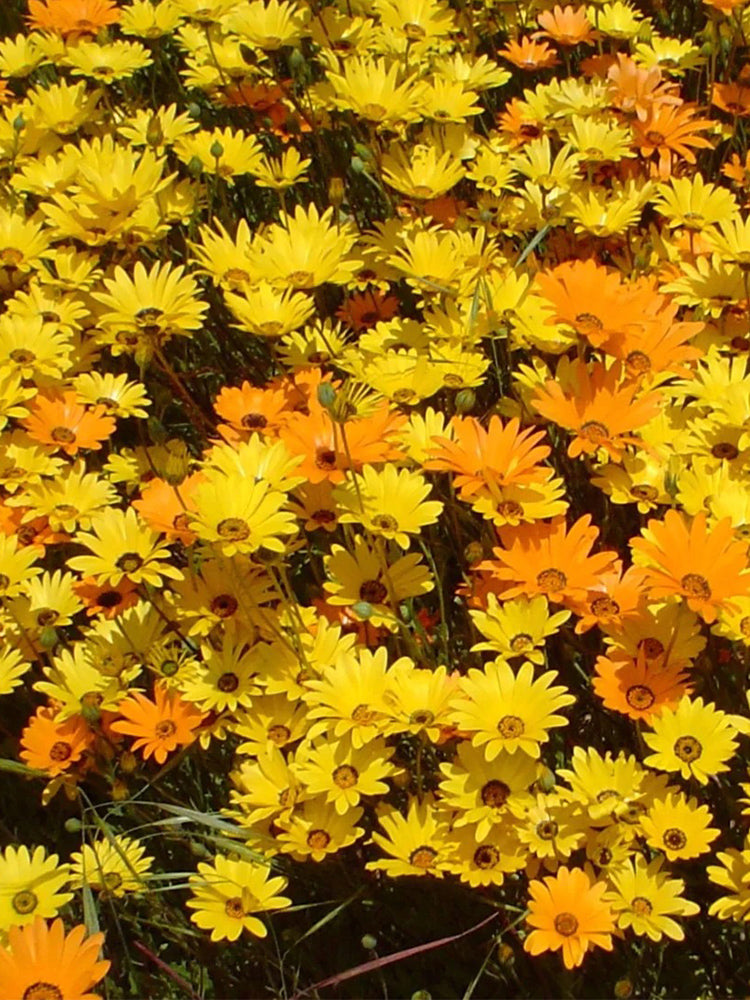 Mixed Colors Namaqualand Daisy