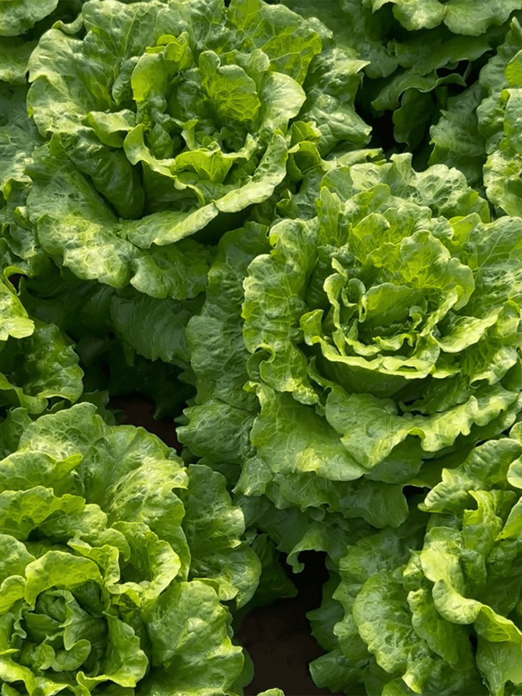 'Lvmei' Italian Lettuce