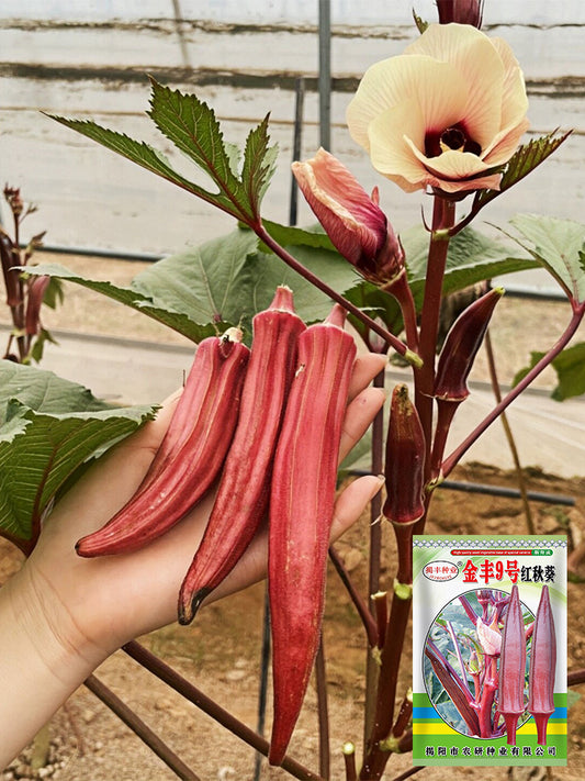 Jinfeng No.9 Red Okra