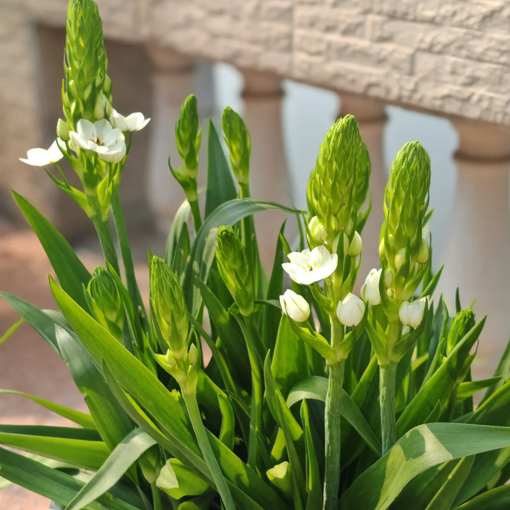 U2219 White Star of Bethlehem