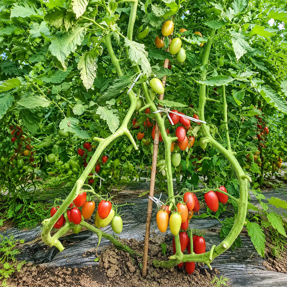 52 Cherry Pink Cat Tomato