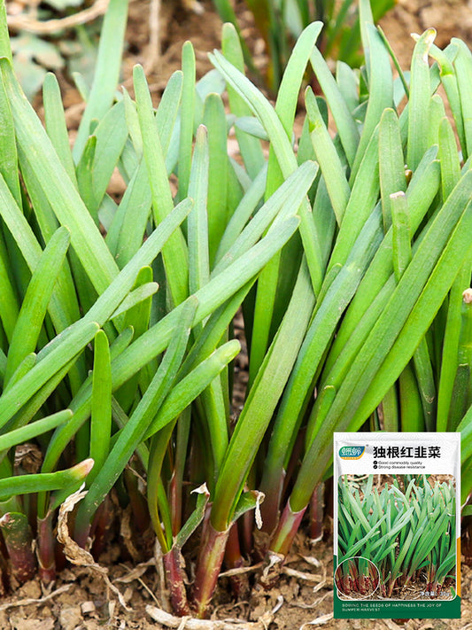 Shandong Red-Root Leek
