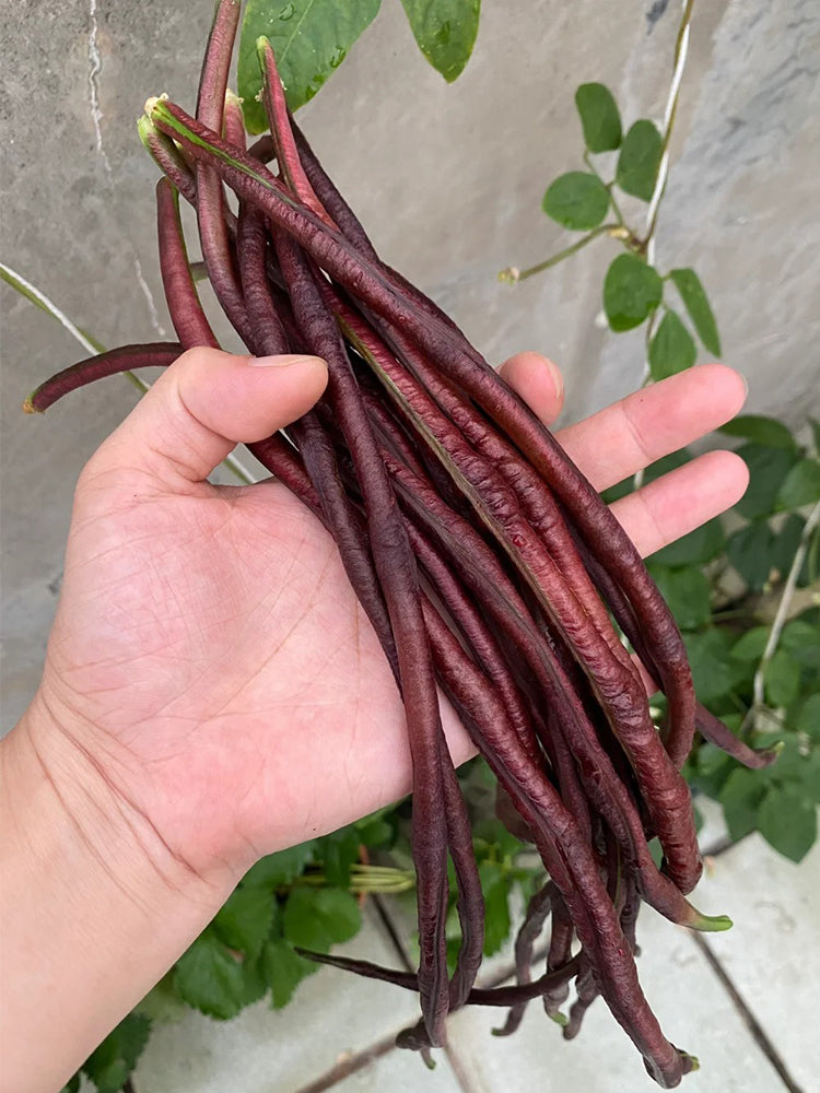 Mandihong Purple Yardlong Beans (No Trellis Required)