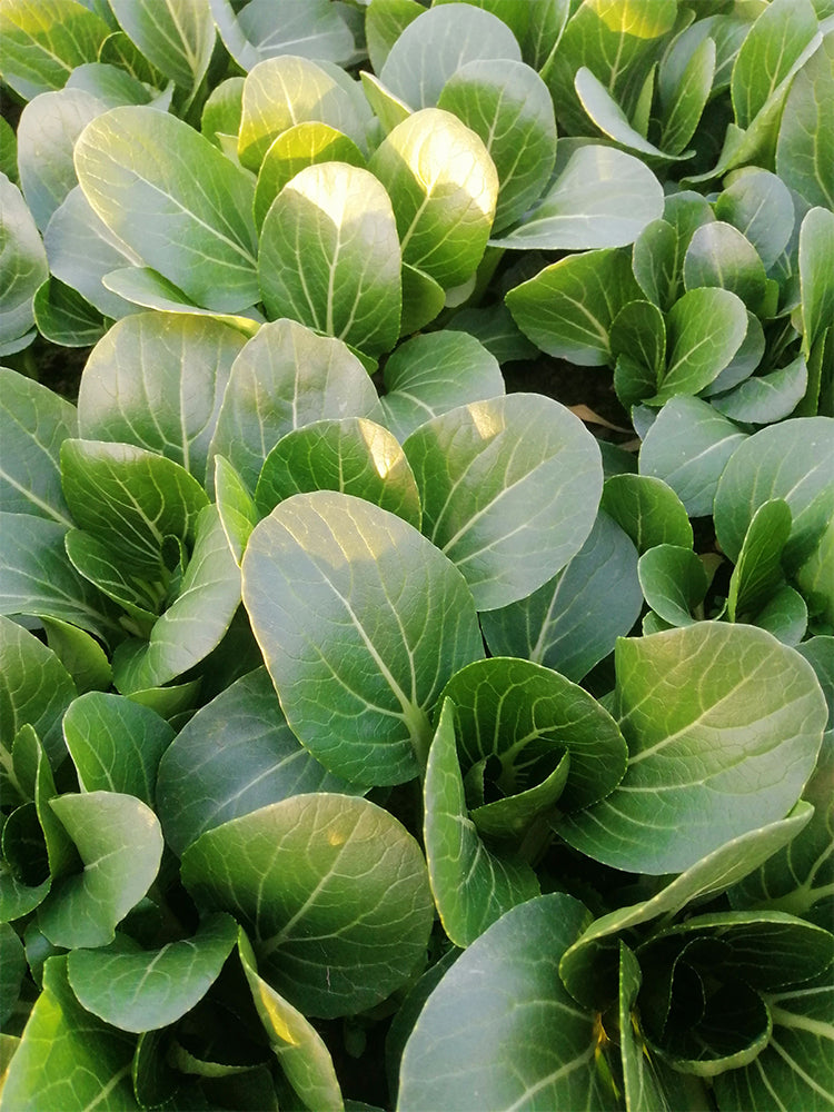Demei Shanghai Bok Choy