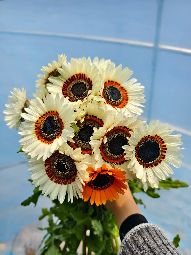 Double Cape Daisy Mixed Colors