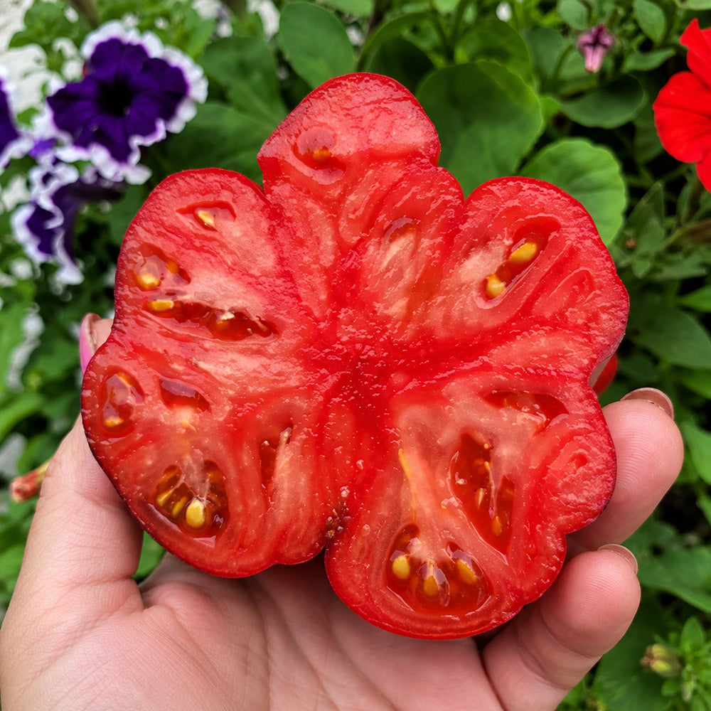 226 Black Russian Rose Tomato