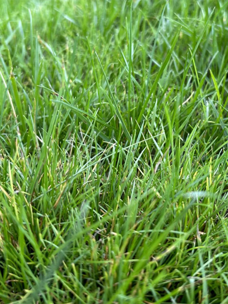 Poa pratensis 'Ginney II BT'