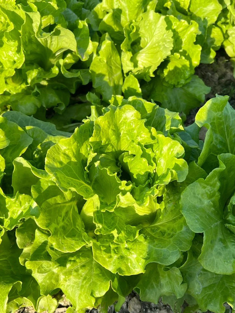 Italian Slow-Bolt Lettuce